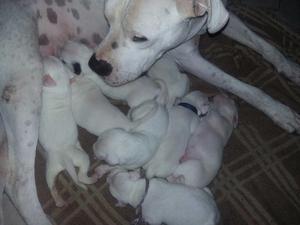 vendo dogo argentino