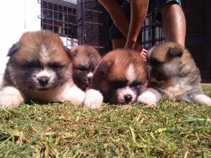 AKITA INU CACHORROS