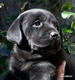Cachorra labrador negra