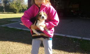 Cachorro Beagle macho tricolor.