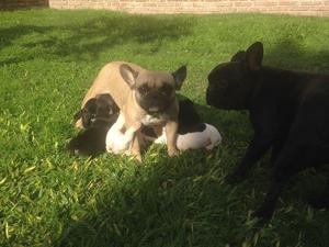 Cachorros Bulldog Frances