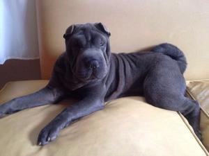 Shar pei cachorrod