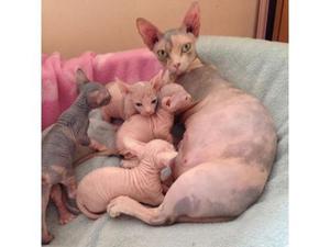 Baby Face Sphynx Kittens Disponible