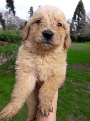 Cachorros Golden Retriever