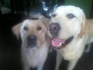 Cachorros Labradores