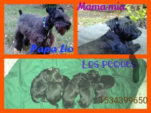 Míni schnauzer negros y sal y pimienta