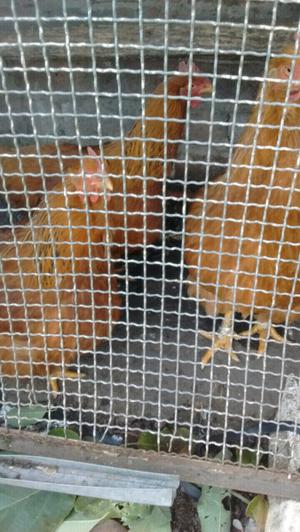 Se venden gallinas de raza orpington leonada y new Hampshire