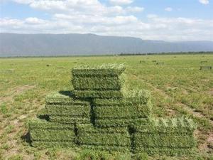 VENTA DE FARDOS DE ALFALFA