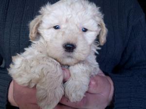 Bello caniche canela macho