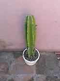 cactus proximo a dar varias flores 60 cm $100