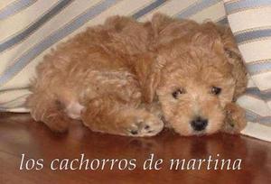 caniches mini toy macho apricot!!! 