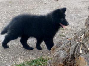 CACHORRITOS OVEJEROS BELGAS !!