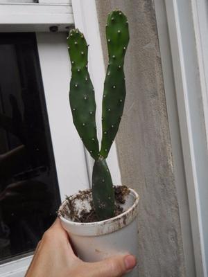 Cactus Opuntia De 20 Cm De Alto