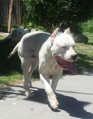 DOGO ARGENTINO CACHORROS