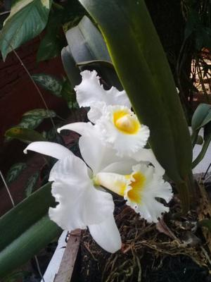 Vendo Orquideas y otras plantas