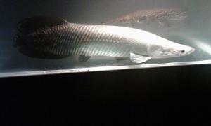 Arapaima Gigas Pirarucu