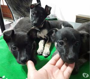 Cachorras en adopcion