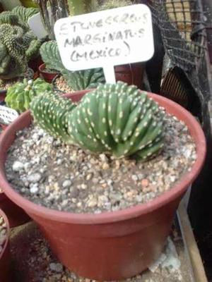 Cactus Stenecereus Marginatus Crestado De México