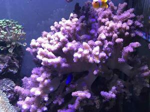 Corales Vivos Marinos