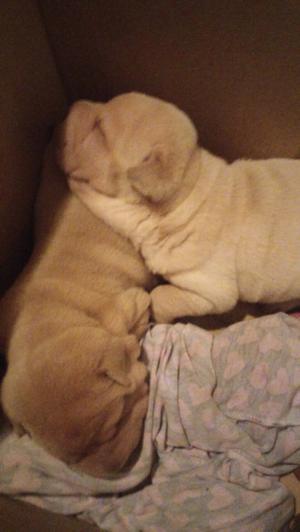 Hermosos shar pei listo para entregar