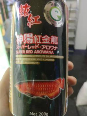 Hikari Red Arowana