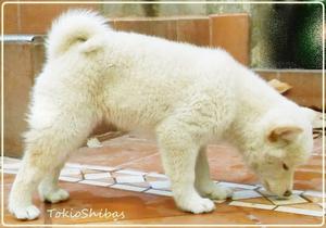 SHIBA INU MACHOS Y HEMBRAS ROJOS Y BLANCOS