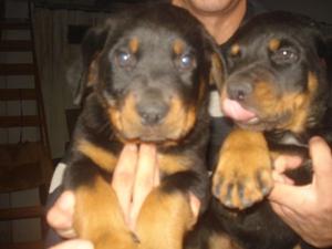 preciosos cachorros rottwairler