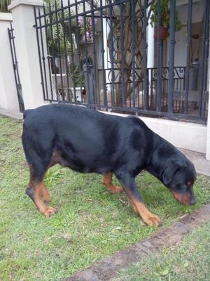 Cachorros de rottwailer