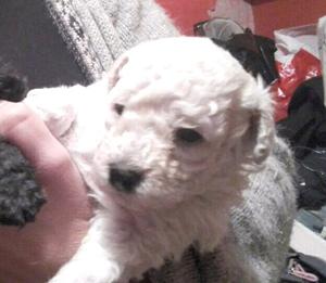 Caniche Hembra Blanca. Hermosa