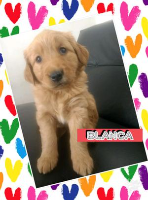 Golden retriever hembras