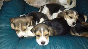Perros beagle tricolor