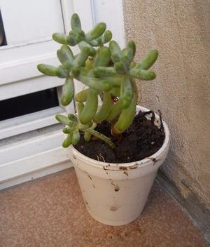 Sedum pachyphyllum en recipiente de 7 cm