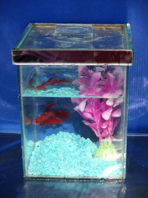 betta macho + bettera + piedritas + plantita - oferta!!!