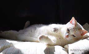 gatito siames albino 2m