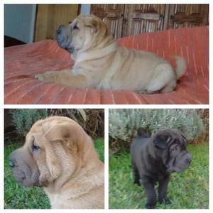 Cachorros Sharpei 