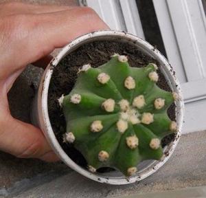 Cactus Echinopsis subdenudata en recipiente de 10 cm, cactus
