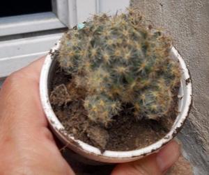 Cactus mammilaria prolifera lleno de hijos