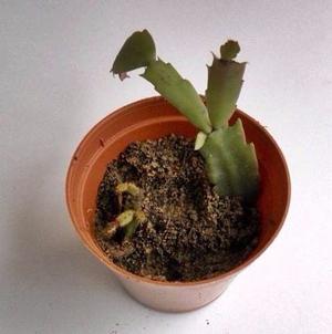 Dos Variedades De Cactus Epífitos En Maceta N 10