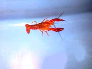 Langostas Procambarus Clarkii Orange Y Red De 10 Cm+ -oferta