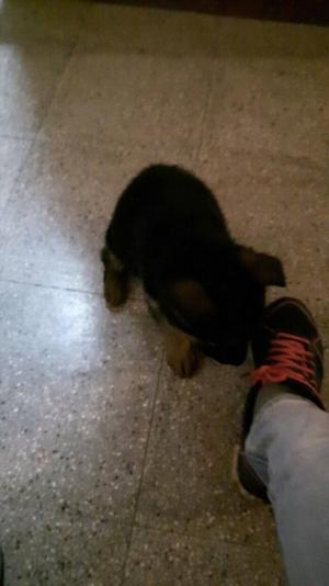 Vendo cachorros manto negros puros a entregar el dia 30 jlio