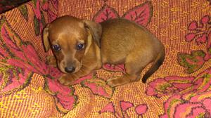 Vendo perro Salchicha mini