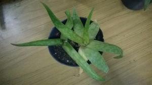 Ventas Plantines Aloe $25