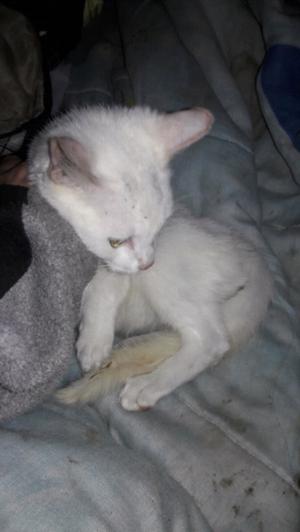 gatito siames albino 2m