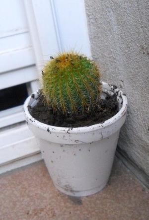 Cactus Parodia Leninghausii en recipiente de 7 cm