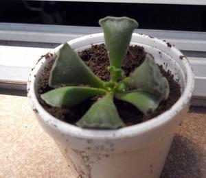 planta crassula Adromischus cristatus