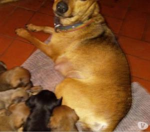 Cachorros mini Pincher