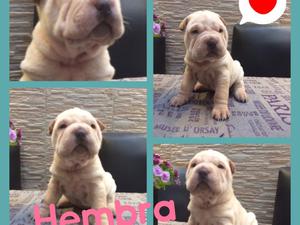 Cachorros shar pei retira hoy