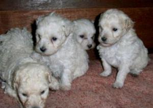 Caniches hembra/ macho. Pura raza