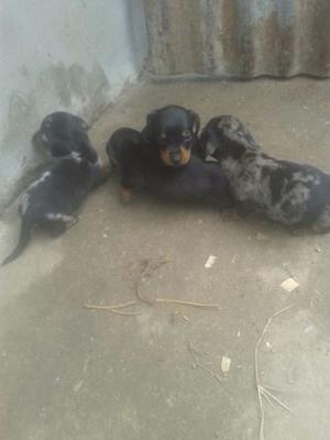 Vendo PERROS SALCHICAS MINI