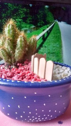 mini jardin cactus